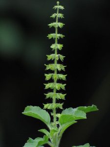 640px-Tulsi-flower